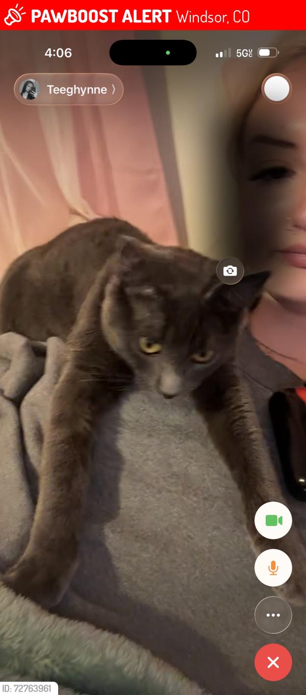 Lost Female Cat last seen 4th and walnut, Windsor, CO 80550