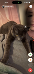 Lost Female Cat last seen 4th and walnut, Windsor, CO 80550