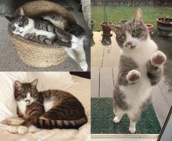 Lost Male Cat last seen Morris Elementary School, McKinleyville, CA 95519