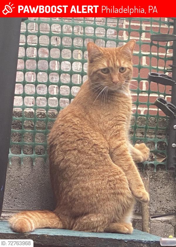 Lost Male Cat last seen 8th & Moyamensing, Philadelphia, PA 19148