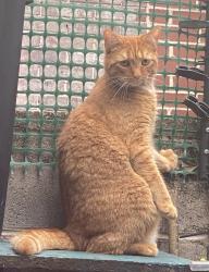 Lost Male Cat last seen 8th & Moyamensing, Philadelphia, PA 19148