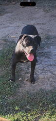 Lost Female Dog last seen Near st San Jose ca , San Jose, CA 95110