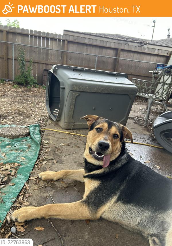 Found/Stray Male Dog last seen Braeswood and Chimneyrock, Houston, TX 77096