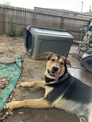 Found/Stray Male Dog last seen Braeswood and Chimneyrock, Houston, TX 77096
