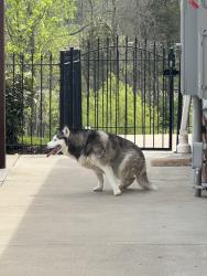Found/Stray Unknown Dog last seen Avoca ridge drive Louisville ky , Louisville, KY 40223