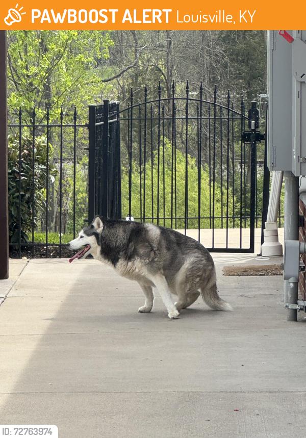 Found/Stray Unknown Dog last seen Avoca ridge drive Louisville ky , Louisville, KY 40223