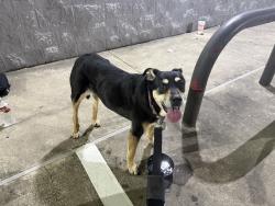 Found/Stray Female Dog last seen Near S Padre Island Dr Corpus Christi, TX  78418 United States, Corpus Christi, TX 78418