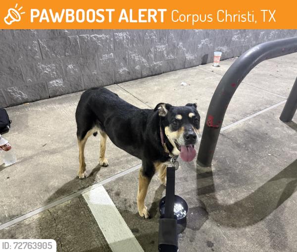 Found/Stray Female Dog last seen Near S Padre Island Dr Corpus Christi, TX  78418 United States, Corpus Christi, TX 78418