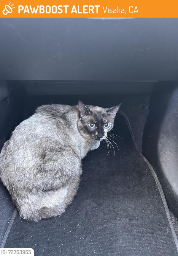 Found/Stray Unknown Cat last seen E k ave, Visalia, CA 93277