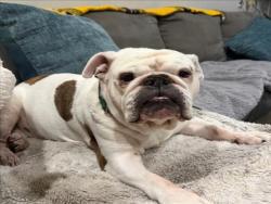 Shelter Stray Female Dog last seen , Los Angeles, CA 91405