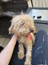 Found/Stray Male Dog last seen Red barn road, Cherokee County, GA 30102