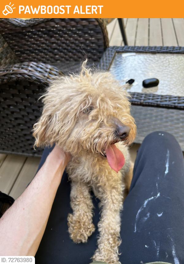 Found/Stray Male Dog last seen Red barn road, Cherokee County, GA 30102