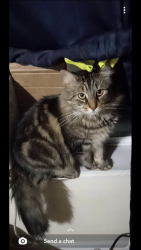 Lost Male Cat last seen Max mart convince store, Middletown, OH 45042