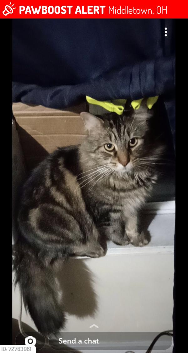 Lost Male Cat last seen Max mart convince store, Middletown, OH 45042