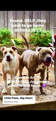 Found/Stray Unknown Dog last seen Stonework Dr, Arlington, TX 76016