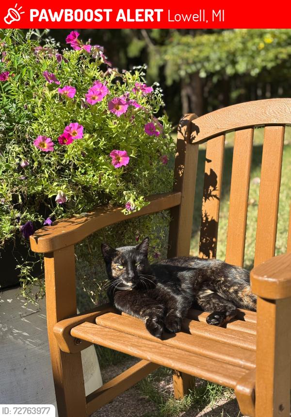 Lost Female Cat last seen McArthur Road; Hotchkiss Road, Peck Lake Road, Riverside Drive , Lowell, MI 49331