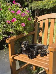 Lost Female Cat last seen McArthur Road; Hotchkiss Road, Peck Lake Road, Riverside Drive , Lowell, MI 49331