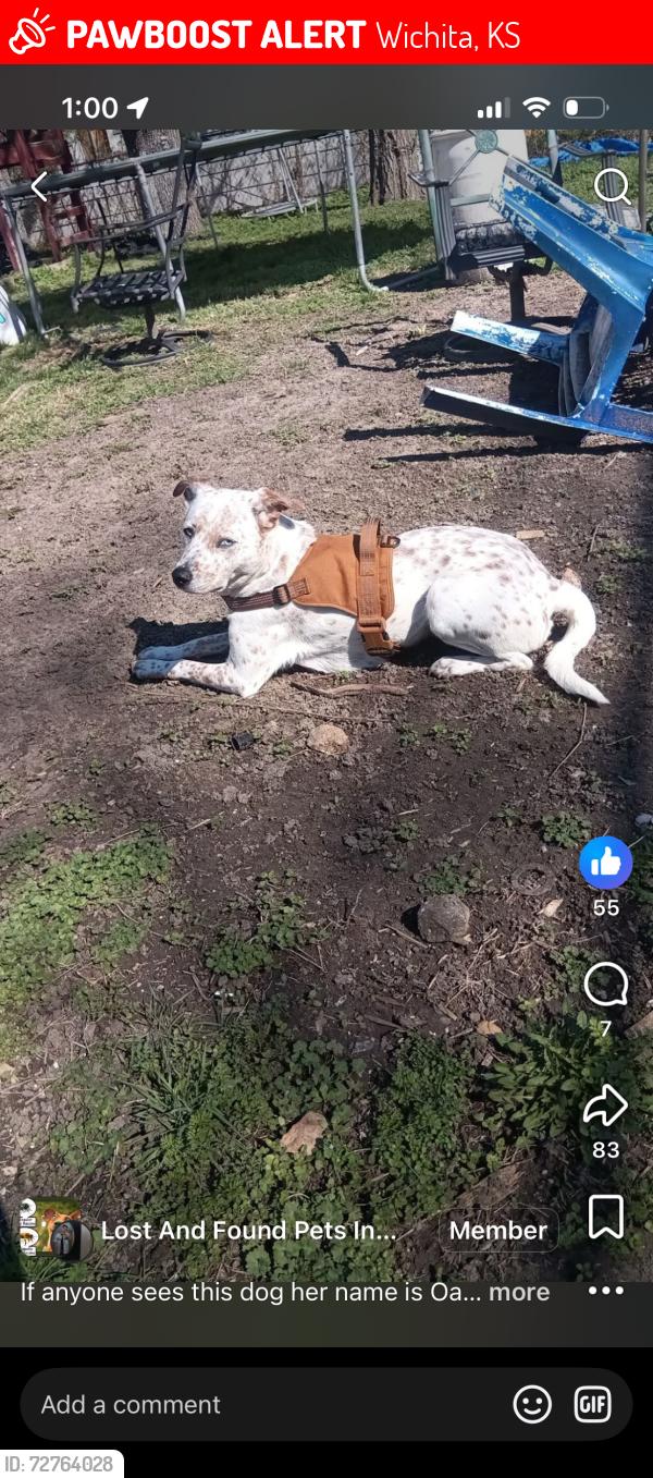Lost Female Dog last seen Minnesota n Minneapolis , Wichita, KS 67216
