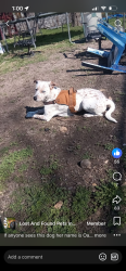 Lost Female Dog last seen Minnesota n Minneapolis , Wichita, KS 67216