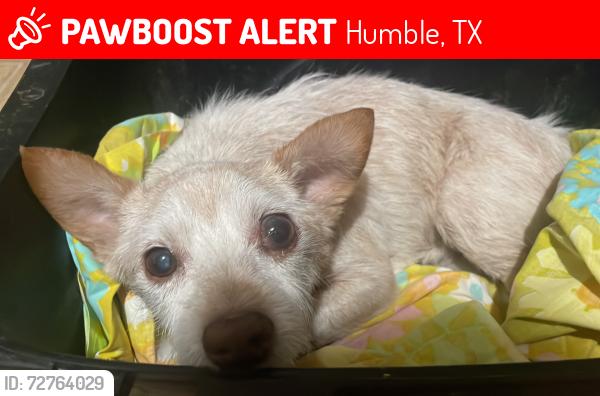 Lost Male Dog last seen Sam Houston Pkway & Old Humble Road, Humble, TX 77396