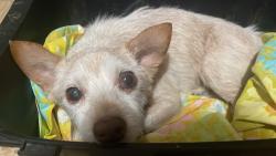 Lost Male Dog last seen Sam Houston Pkway & Old Humble Road, Humble, TX 77396