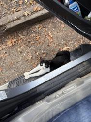 Lost Female Cat last seen Corner of Clausel and America streets , Mandeville, LA 70448