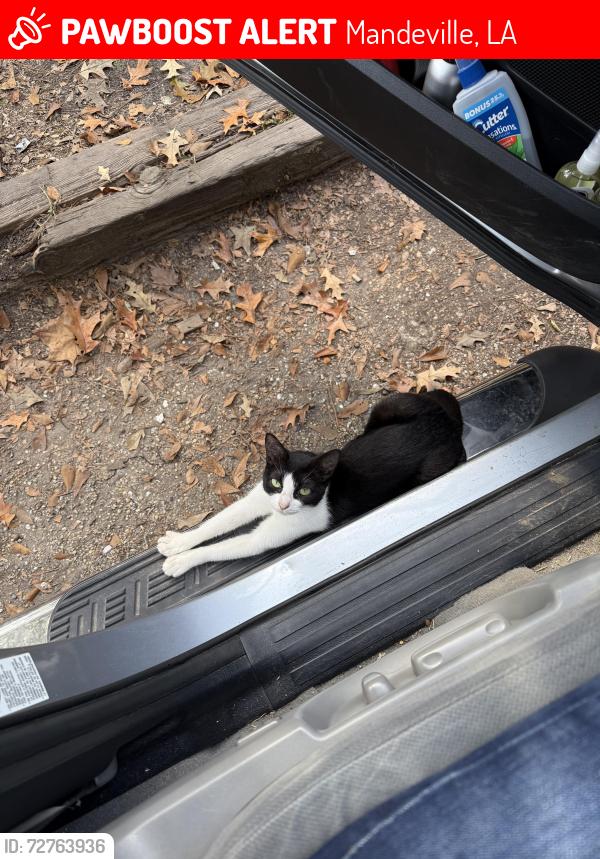 Lost Female Cat last seen Corner of Clausel and America streets , Mandeville, LA 70448