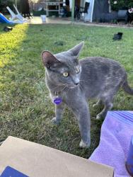Lost Female Cat last seen alamitos , Montclair, CA 91763