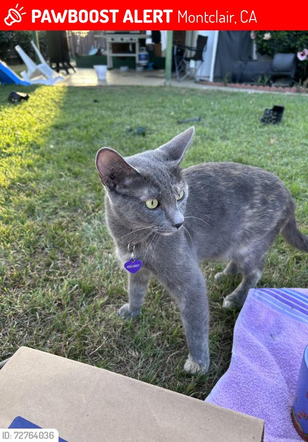 Lost Female Cat last seen alamitos , Montclair, CA 91763