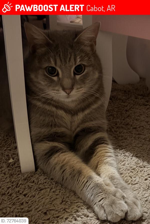 Lost Female Cat last seen Cabot Arkansas , Cabot, AR 72007