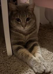 Lost Female Cat last seen Cabot Arkansas , Cabot, AR 72007