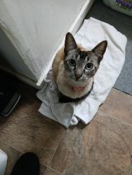Found/Stray Unknown Cat last seen Stowe Ave & MCCREERY  AVE , San Jose, CA 95116