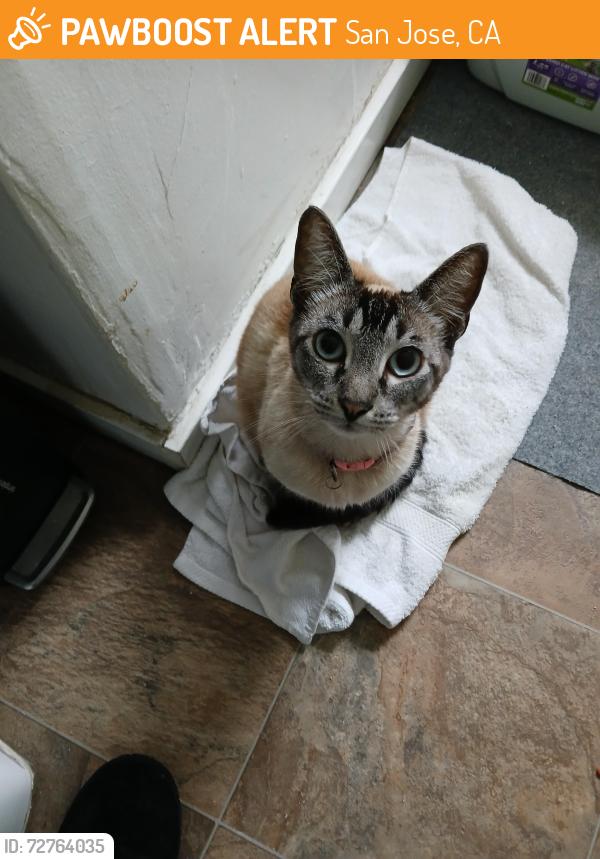 Found/Stray Unknown Cat last seen Stowe Ave & MCCREERY  AVE , San Jose, CA 95116