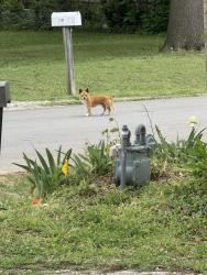 Found/Stray Unknown Dog last seen Chandler park , Tulsa, OK 74050