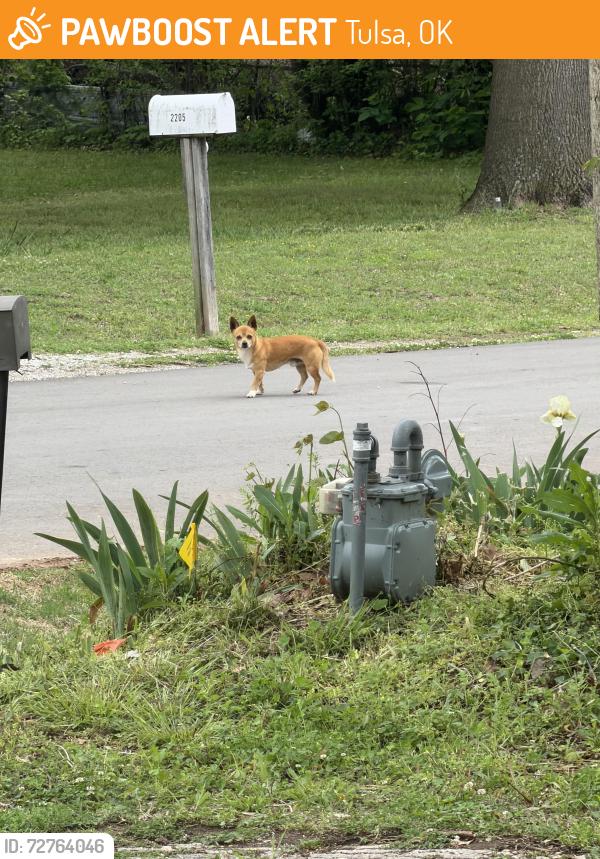 Found/Stray Unknown Dog last seen Chandler park , Tulsa, OK 74050