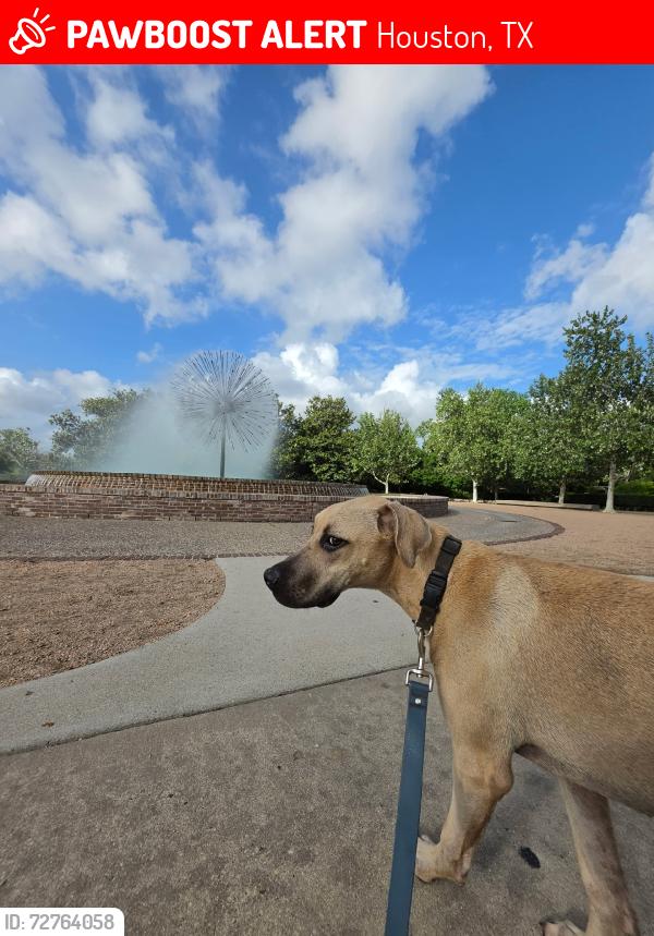 Lost Male Dog last seen Montrose BLVD, Houston, TX 77006