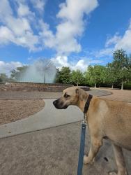 Lost Male Dog last seen Montrose BLVD, Houston, TX 77006