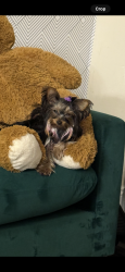 Lost Female Dog last seen I and Tioga street, Philadelphia, PA 19134