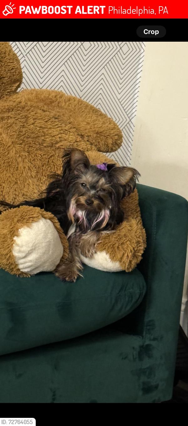 Lost Female Dog last seen I and Tioga street, Philadelphia, PA 19134