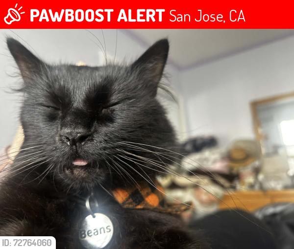 Lost Male Cat last seen Julian St and 28th Street, San Jose, CA, San Jose, CA 95116