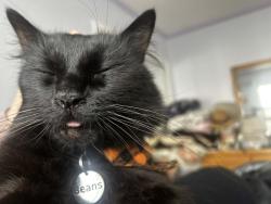 Lost Male Cat last seen Julian St and 28th Street, San Jose, CA, San Jose, CA 95116
