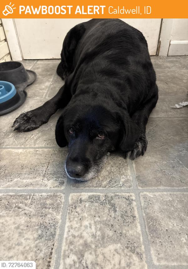 Found/Stray Female Dog last seen Beach, Caldwell, ID 83605