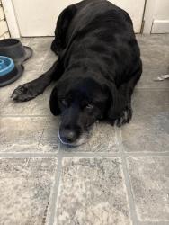 Found/Stray Female Dog last seen Beach, Caldwell, ID 83605