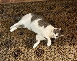 Lost Female Cat last seen  Kyser Road, McArthur Road; Hotchkiss Road, Peck Lake Road, Riverside Drive , Lowell, MI 49331