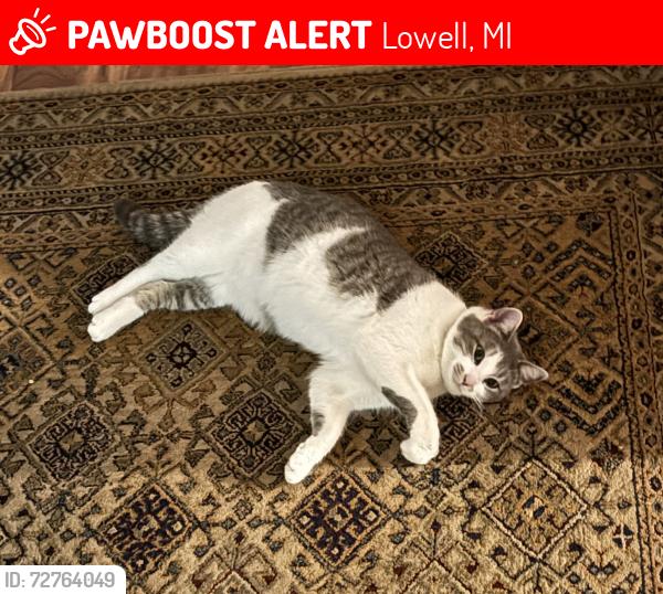 Lost Female Cat last seen Kyser Road, McArthur Road; Hotchkiss Road, Peck Lake Road, Riverside Drive, Lowell, MI 49331