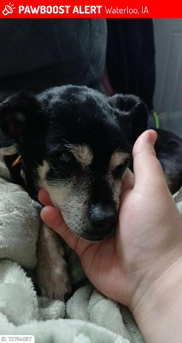 Lost Female Dog last seen Near Wyoming Street, Waterloo, IA 50703