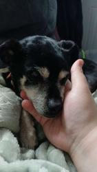 Lost Female Dog last seen Near Wyoming Street, Waterloo, IA 50703
