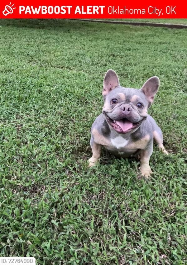 Lost Female Dog last seen Britton rd , Oklahoma City, OK 73114