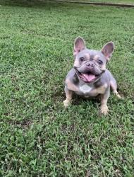 Lost Female Dog last seen Britton rd , Oklahoma City, OK 73114