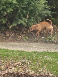 Found/Stray Male Dog last seen Greenwood & Dawson, Rockford, IL 61107